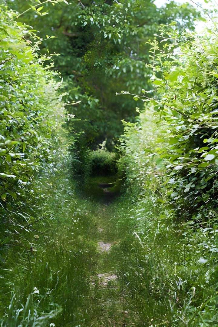Chemin dans les bois Saint-Bertrand-de-Comminges